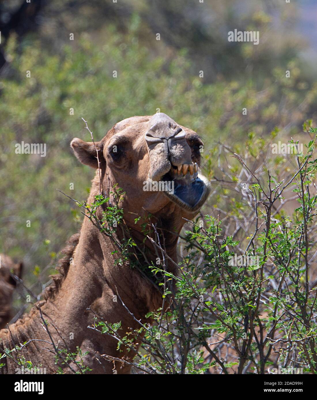 Australian Feral Camel (Camelus dromedarius) mungere su cespugli, Queensland, QLD, Australia Foto Stock