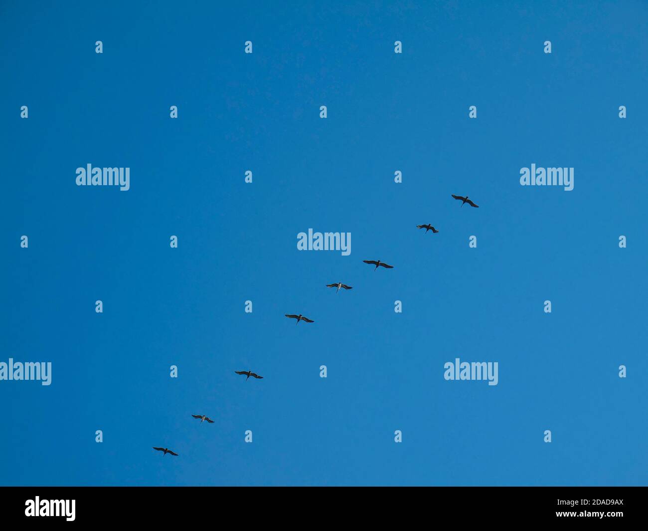 Uccelli che volano in linea sfalsata con spazio di copia Foto Stock