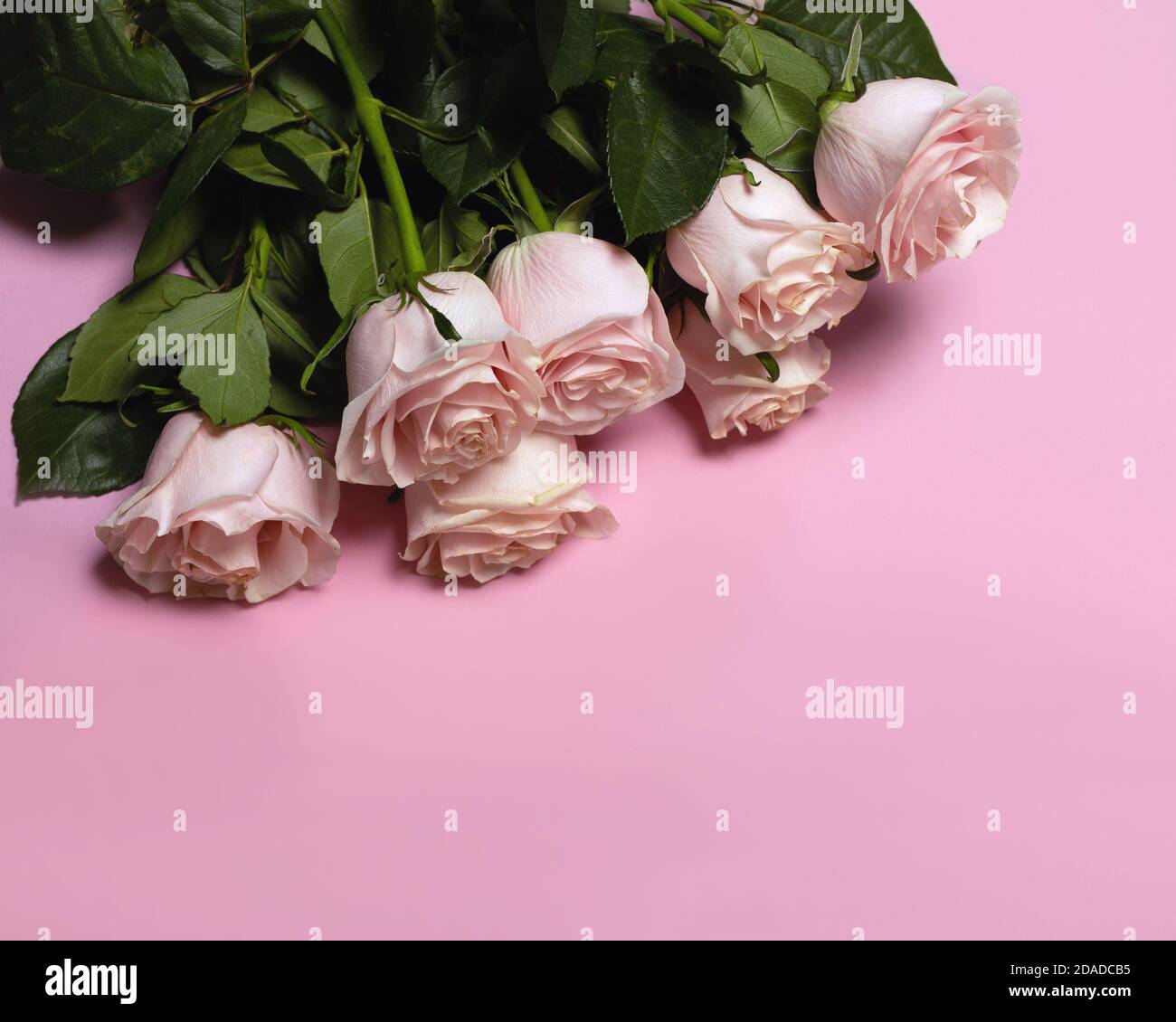 Romantico fiorito San Valentino sfondo giorno. Rose rosa su sfondo rosa. Disposizione piatta, spazio di copia. Foto Stock