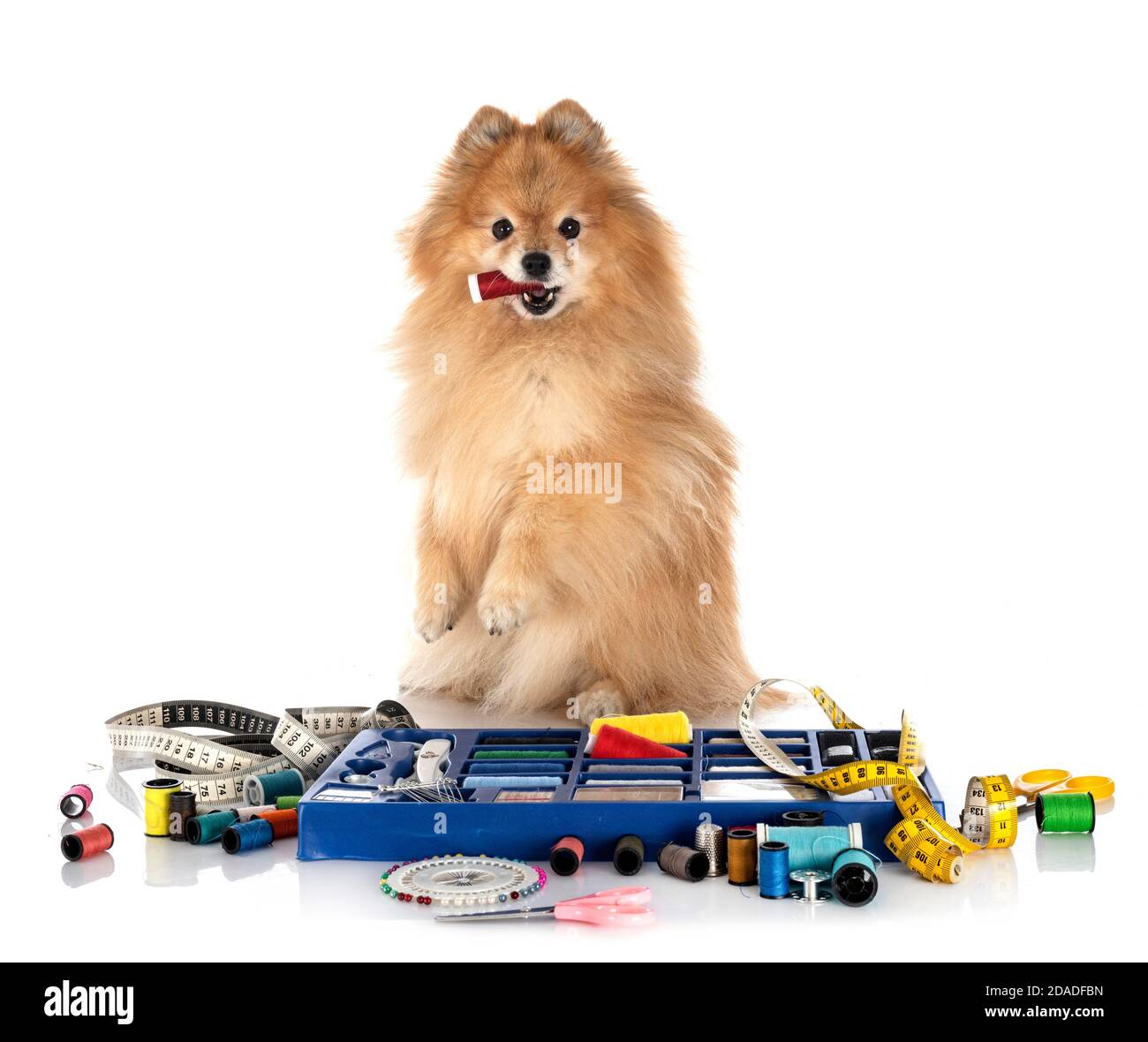 Accessori per cucire e piccolo cane di fronte a sfondo bianco Foto Stock