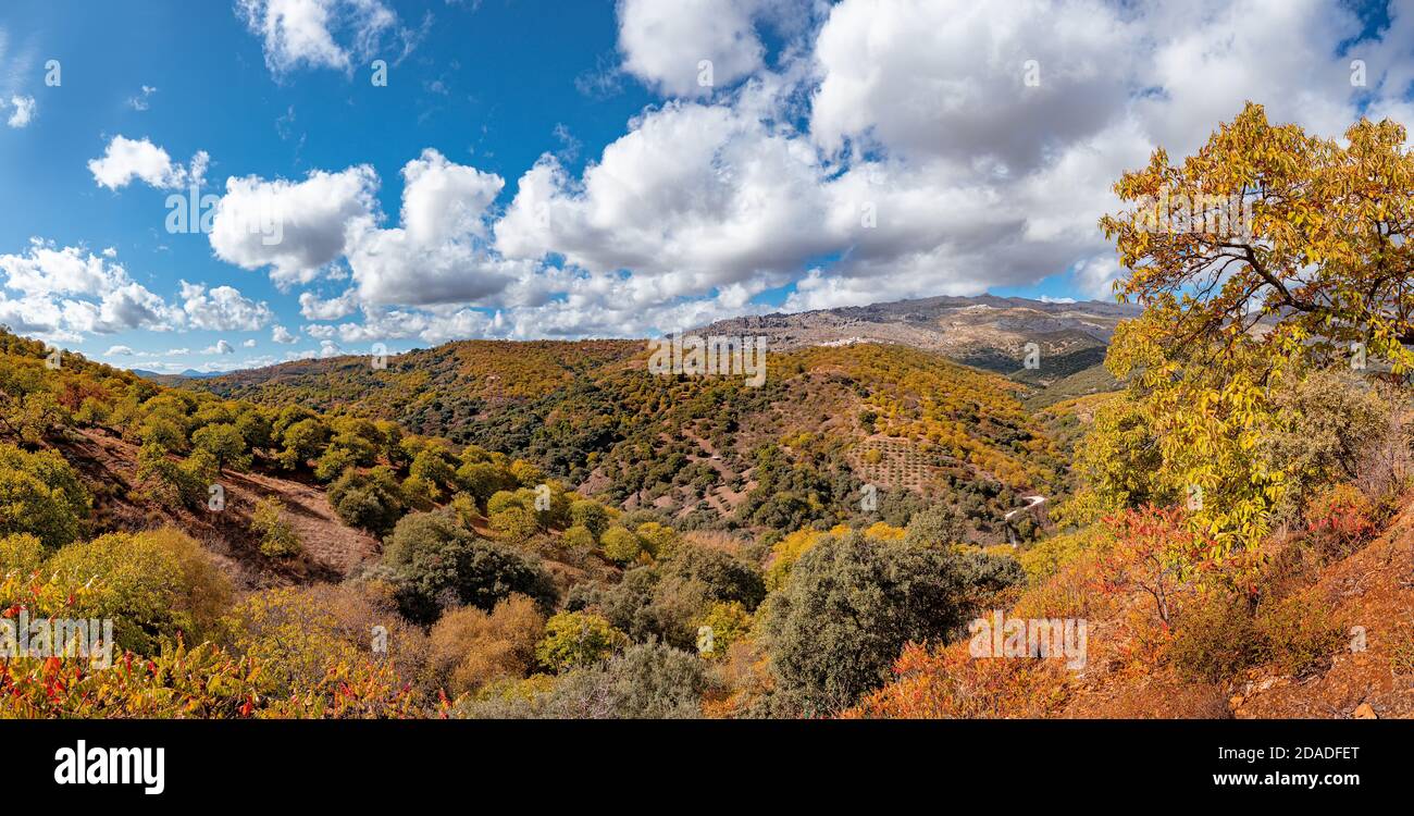 Vista panoramica sulle montagne della Serrania de Ronda e sulla foresta di castagni in autunno. Percorso trekking, panoramico, intorno ai villaggi di Parauta, Cartaj Foto Stock