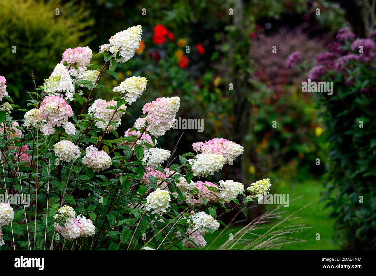 Hydrangea paniculata Vanille Fraise,rosa,panicle,fiore,fiori,flowerhead,giardino,giardino,RM Floral Foto Stock
