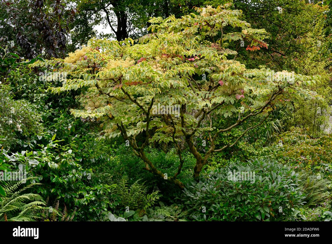 Aralia elata argento,ombrello Ombrello argento variegato Devil's Bastone,Cinese struttura angelica,giapponese albero angelica, coreano angelica tree,foglie Foto Stock