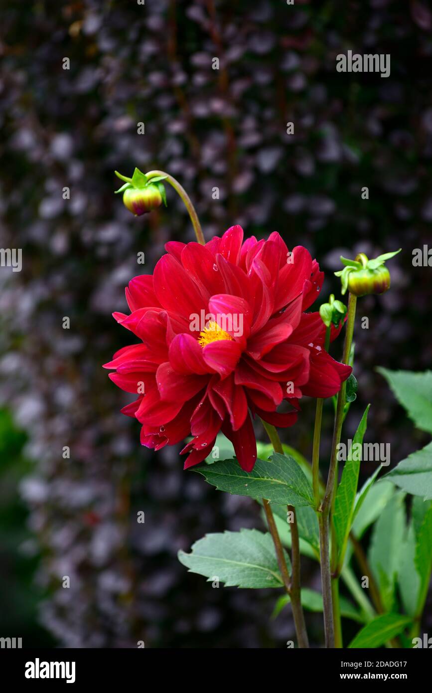 dahlia notte araba, fiori rossi di borgogna, fiori doppi, fiore, fioritura, dahlias, RM Floral Foto Stock