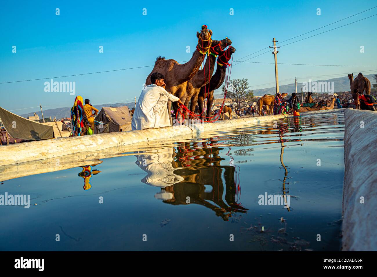riflesso di cammello in acqua, stanno venendo qui a bere acqua e il cielo blu è sullo sfondo. Foto Stock
