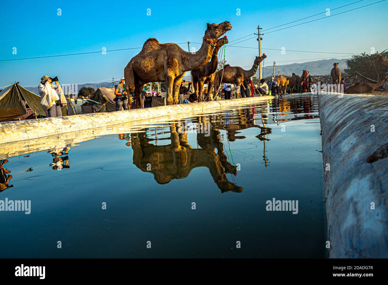 riflessione di cammello in acqua, cammelli sono acqua potabile, cielo blu è sullo sfondo. Foto Stock
