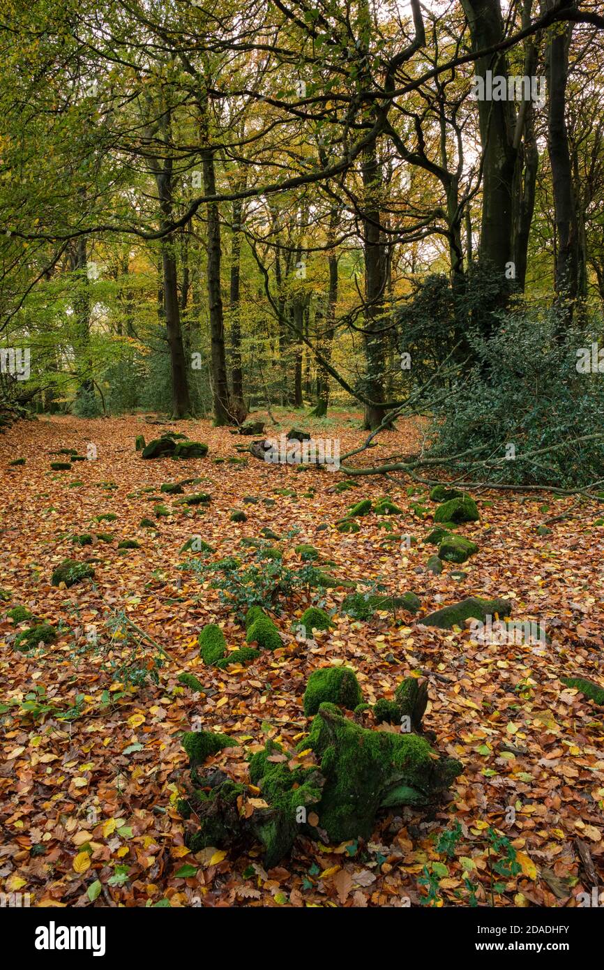 Un tappeto di foglie autunnali nel bosco vicino a Monmouth, Galles del Sud. Foto Stock
