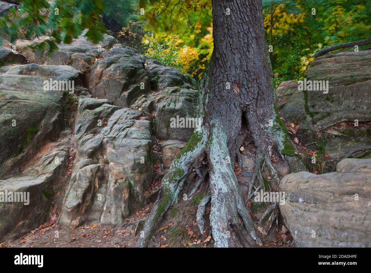 Geografia / viaggio, Germania, Sassonia, Rathen, albero autunnale, Rathen, Additional-Rights-Clearance-Info-Not-Available Foto Stock