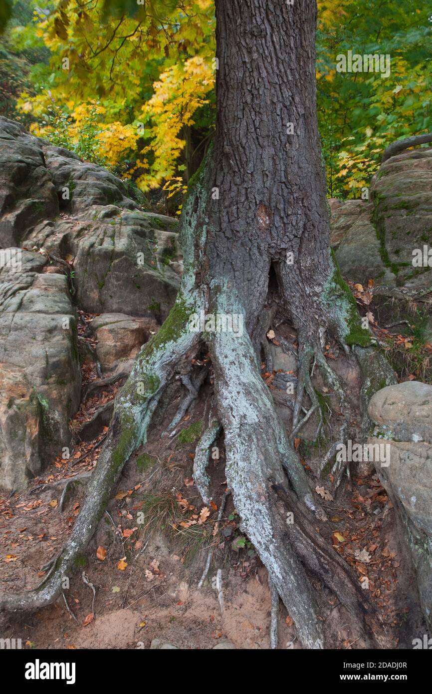Geografia / viaggio, Germania, Sassonia, Rathen, albero autunnale, Rathen, Additional-Rights-Clearance-Info-Not-Available Foto Stock