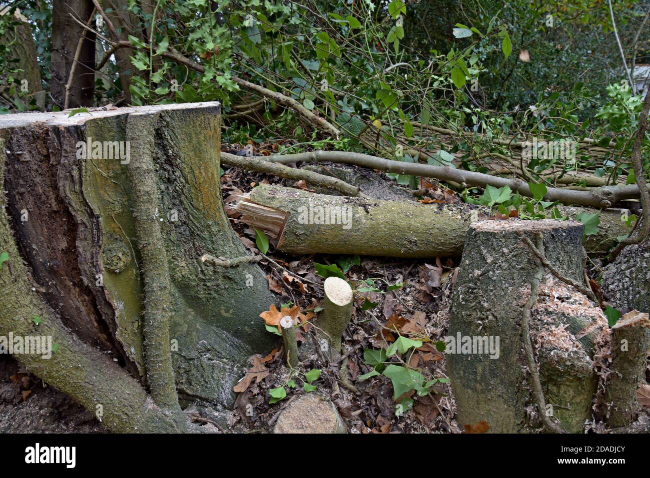 Tree stumps di alberi di cenere appena abbattuto in Shropshire, Regno Unito Foto Stock