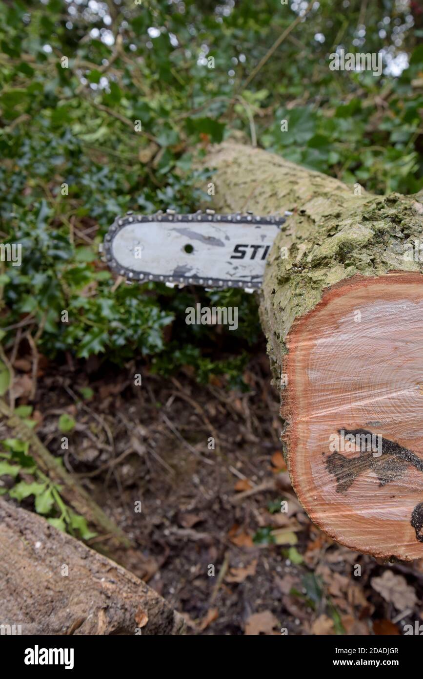 Una motosega Stihl utilizzata per il taglio di alberi di cenere nello  Shropshire, Regno Unito. Novembre 2020 Foto stock - Alamy