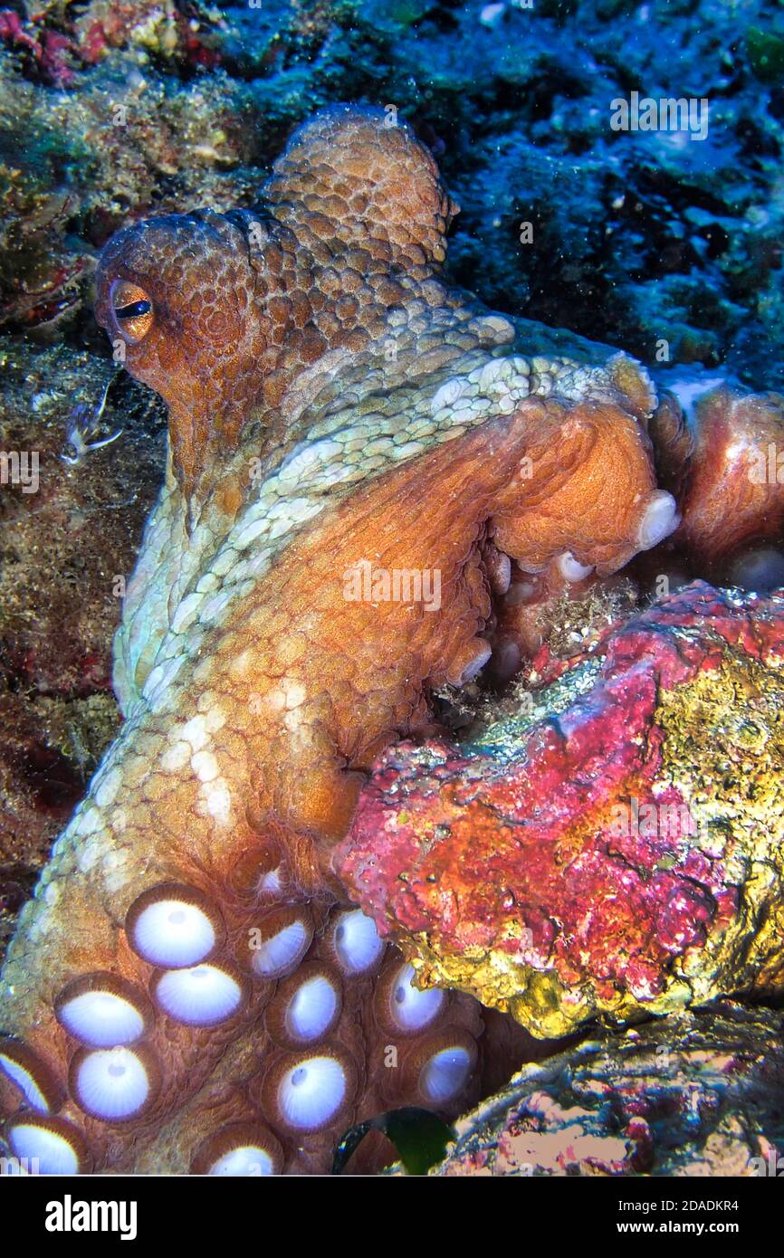 Octopus comune, Octopus vulgaris, Cabo Cope-Puntas del Calnegre Parco Naturale, Mar Mediterraneo, Murcia, Spagna, Europa Foto Stock