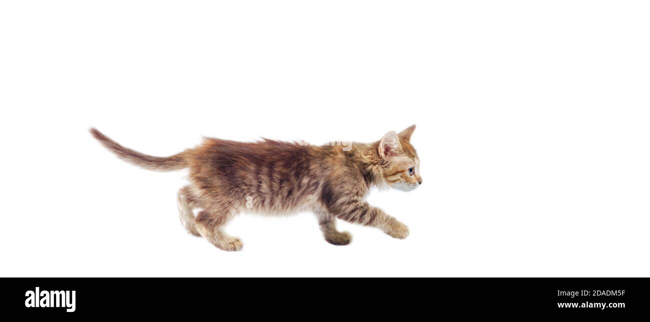 vista laterale delle soffici passeggiate tabby gattino in fondo della cornice su sfondo bianco Foto Stock