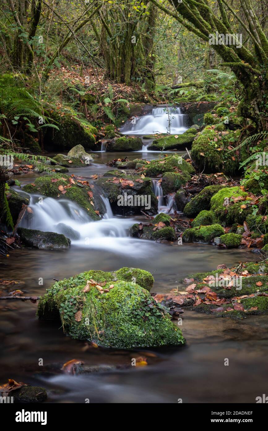 Il fiume che scende dalle montagne attraversa lussureggianti foreste dove la luce del sole non penetra. In questo ambiente umido il muschio si sposta Foto Stock