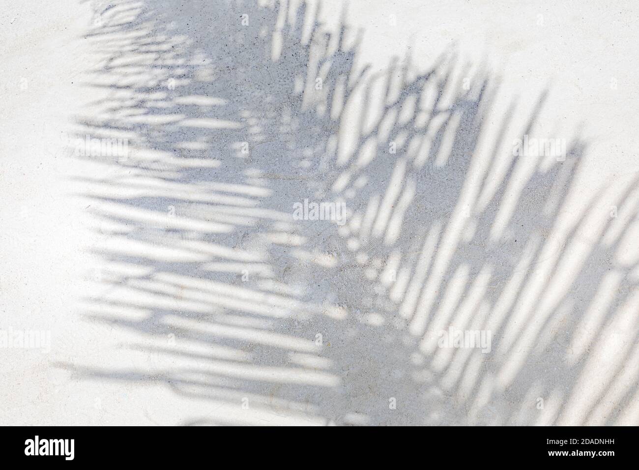 Astratto ombra nero bianco foglia di palma ombra su una parete bianca sfondo. Spazio vuoto per la copia. Foto Stock