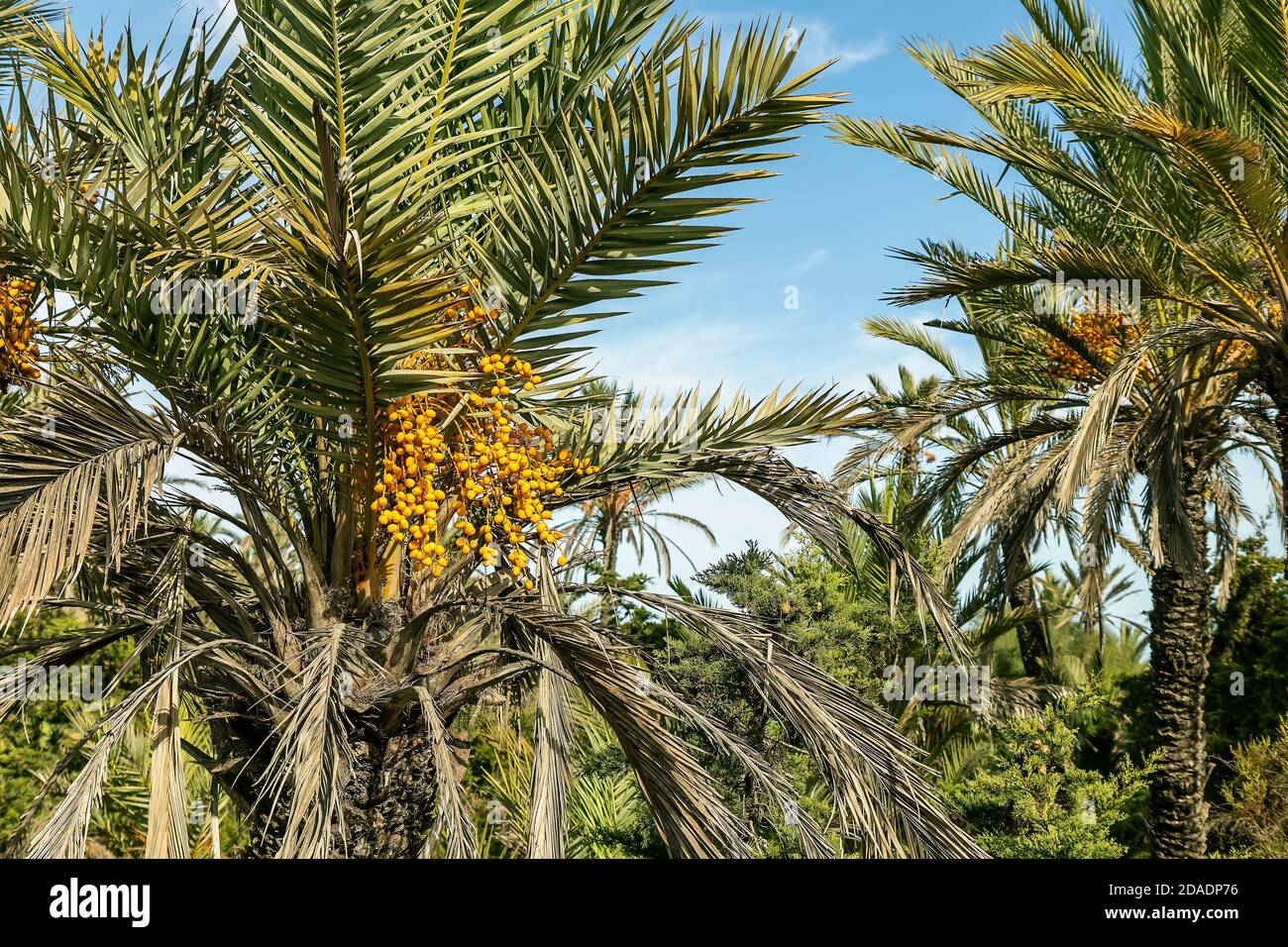 Maturare la frutta sulla palma datteri Foto Stock