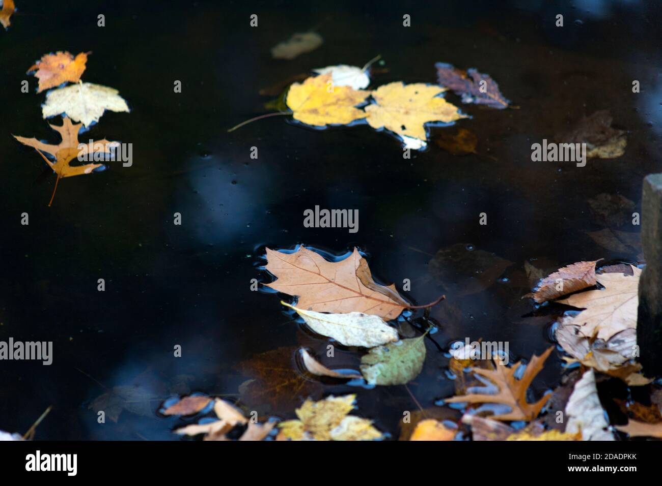 Foglie colorate cadenti galleggiano attraverso la superficie riflettente di a. pond in un pomeriggio autunnale a New York Foto Stock