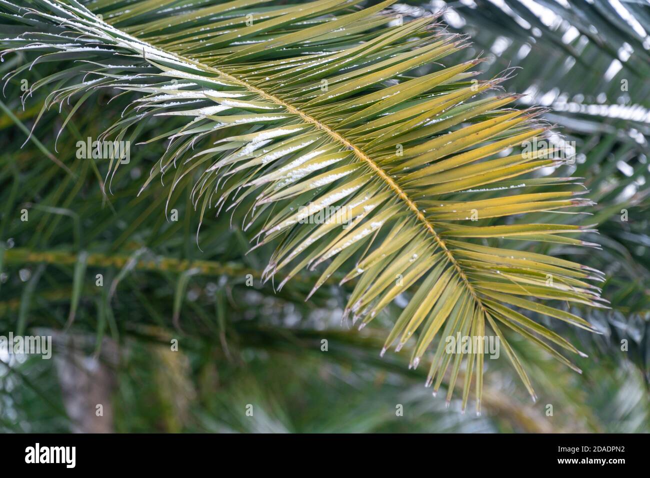Una foglia di palma con fiocchi di neve. Il riscaldamento globale che ha effetto sulla nostra natura. Sfondo naturale con spazio di copia Foto Stock