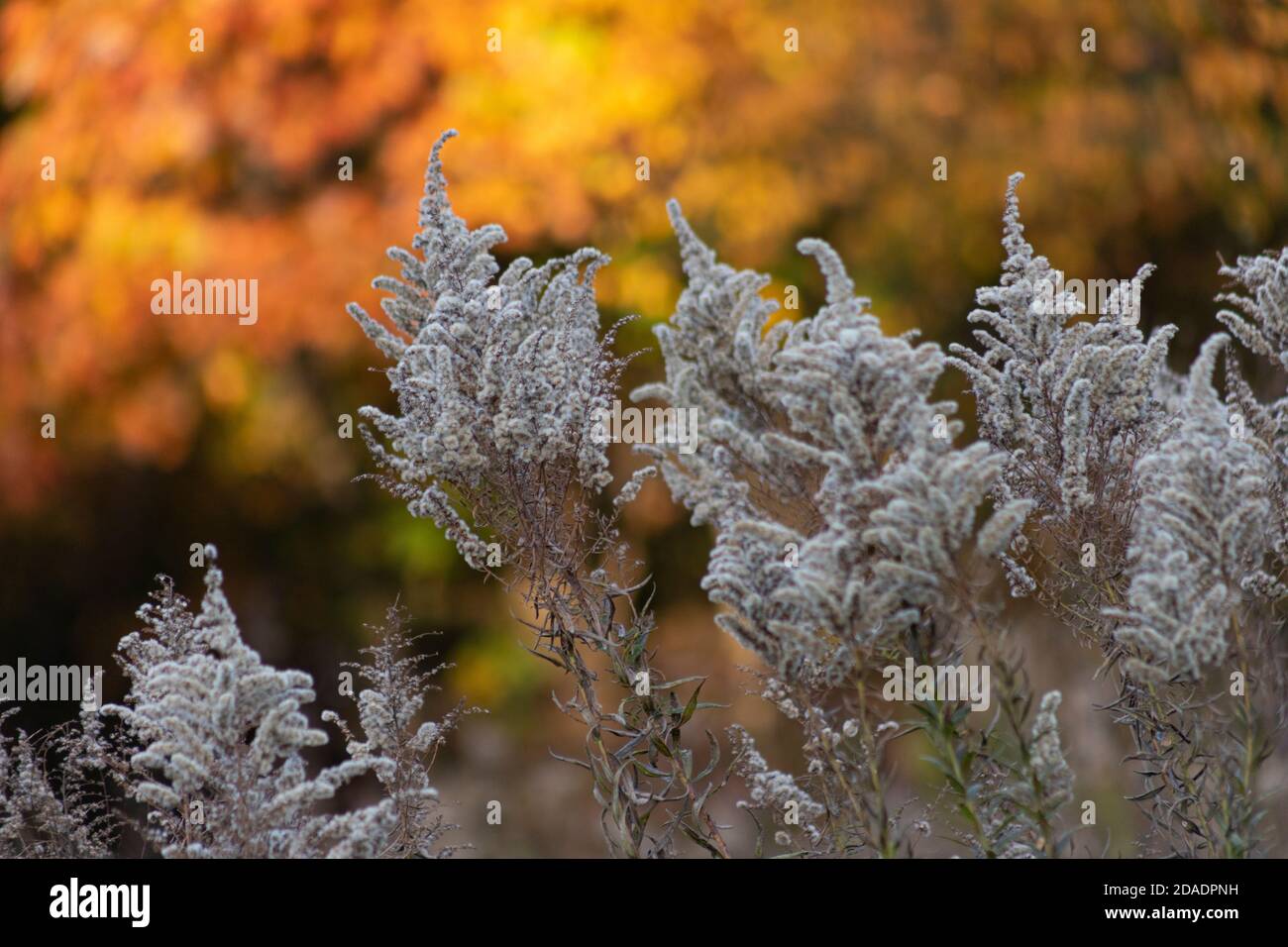 Le soffici teste di semi bianchi e grigi formano forme a picco contro uno sfondo di foglie d'autunno colorate Foto Stock