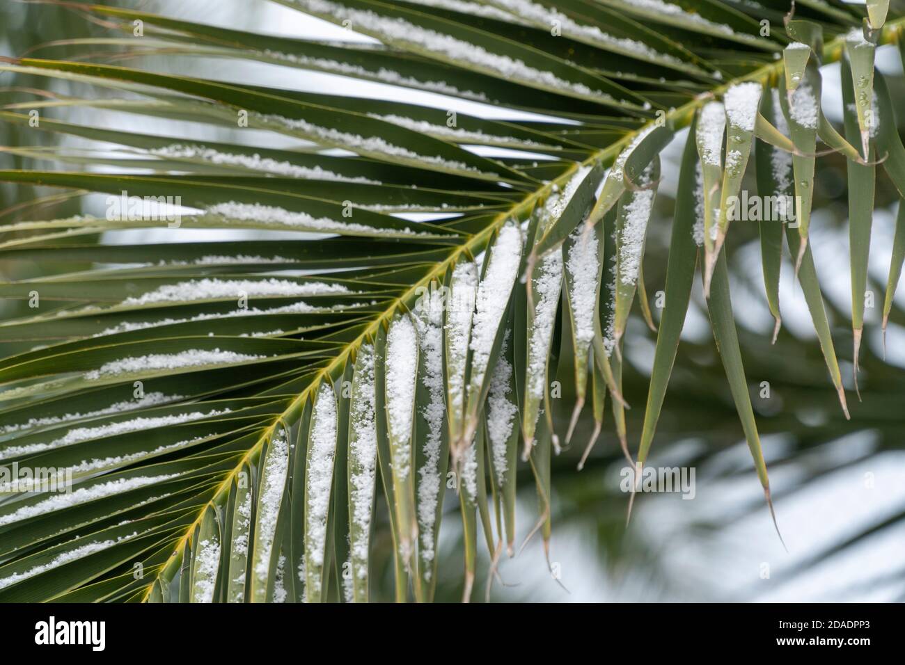 Primo piano su una foglia di palma con fiocchi di neve. Il riscaldamento globale che ha effetto sulla nostra natura. Contrasto di verde e bianco con lo spazio di copia Foto Stock
