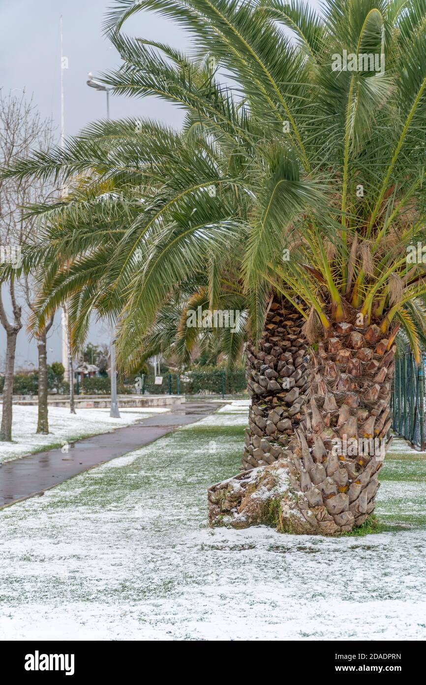 Palme in una fredda giornata invernale in un parco. Neve sull'erba verde. Il cambiamento climatico che ha effetto sull'ambiente Foto Stock