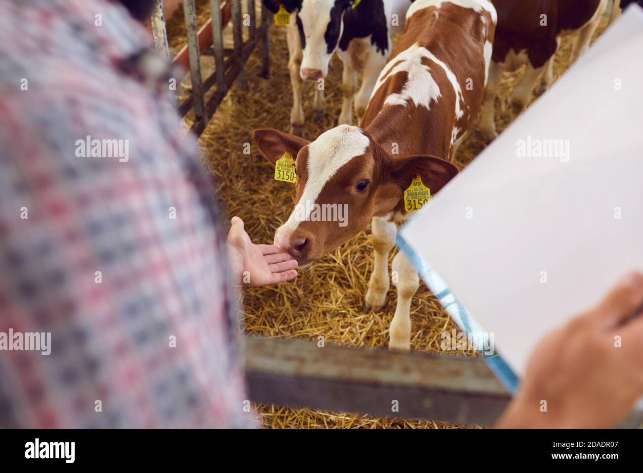 Coltivatore con appunti prendendo cura di piccolo vitello in piedi dentro fienile su allevamento Foto Stock