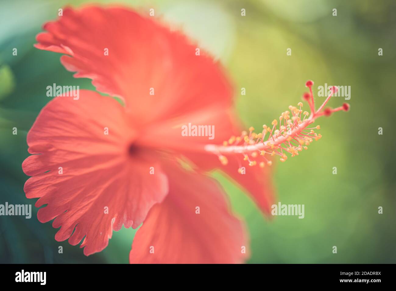 Sogno colorato fiore hibiscus su luminoso fogliame tropicale sfondo natura. Closeup natura, magica natura macro di fioritura esotico giardino floreale Foto Stock