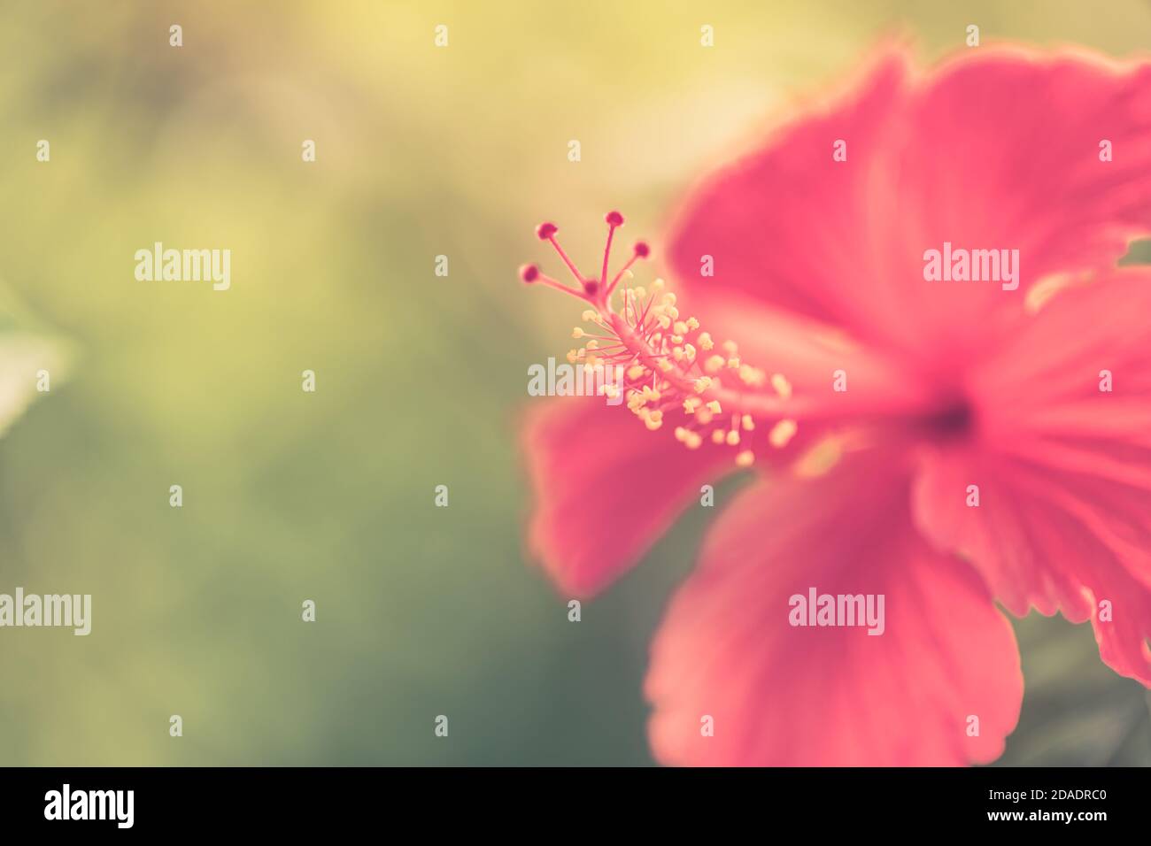 Sogno colorato fiore hibiscus su luminoso fogliame tropicale sfondo natura. Closeup natura, magica natura macro di fioritura esotico giardino floreale Foto Stock