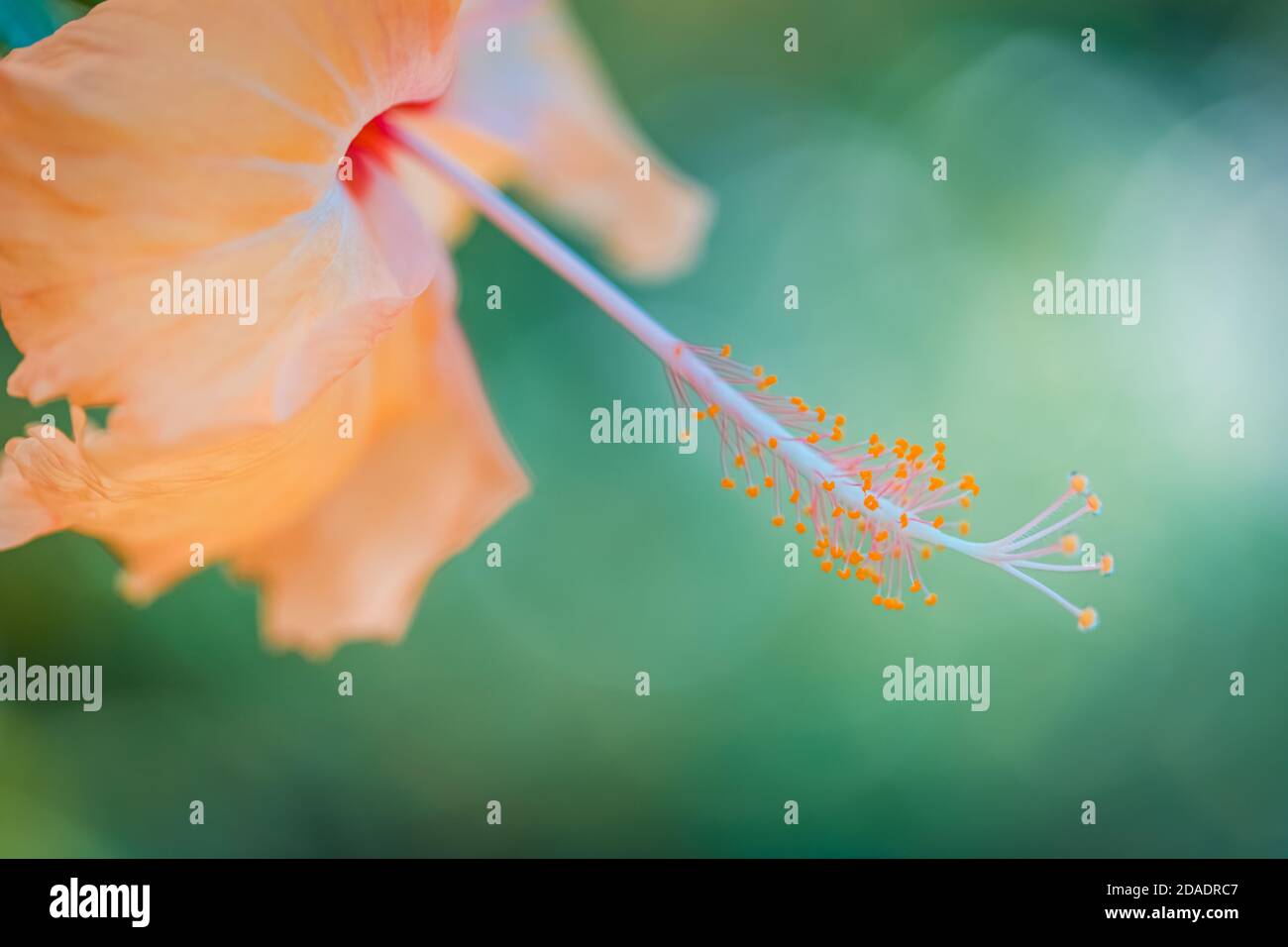 Sogno colorato fiore hibiscus su luminoso fogliame tropicale sfondo natura. Closeup natura, magica natura macro di fioritura esotico giardino floreale Foto Stock