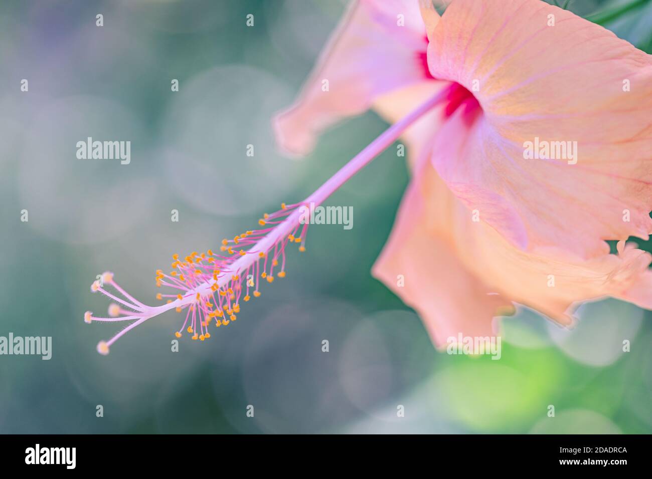 Sogno colorato fiore hibiscus su luminoso fogliame tropicale sfondo natura. Closeup natura, magica natura macro di fioritura esotico giardino floreale Foto Stock