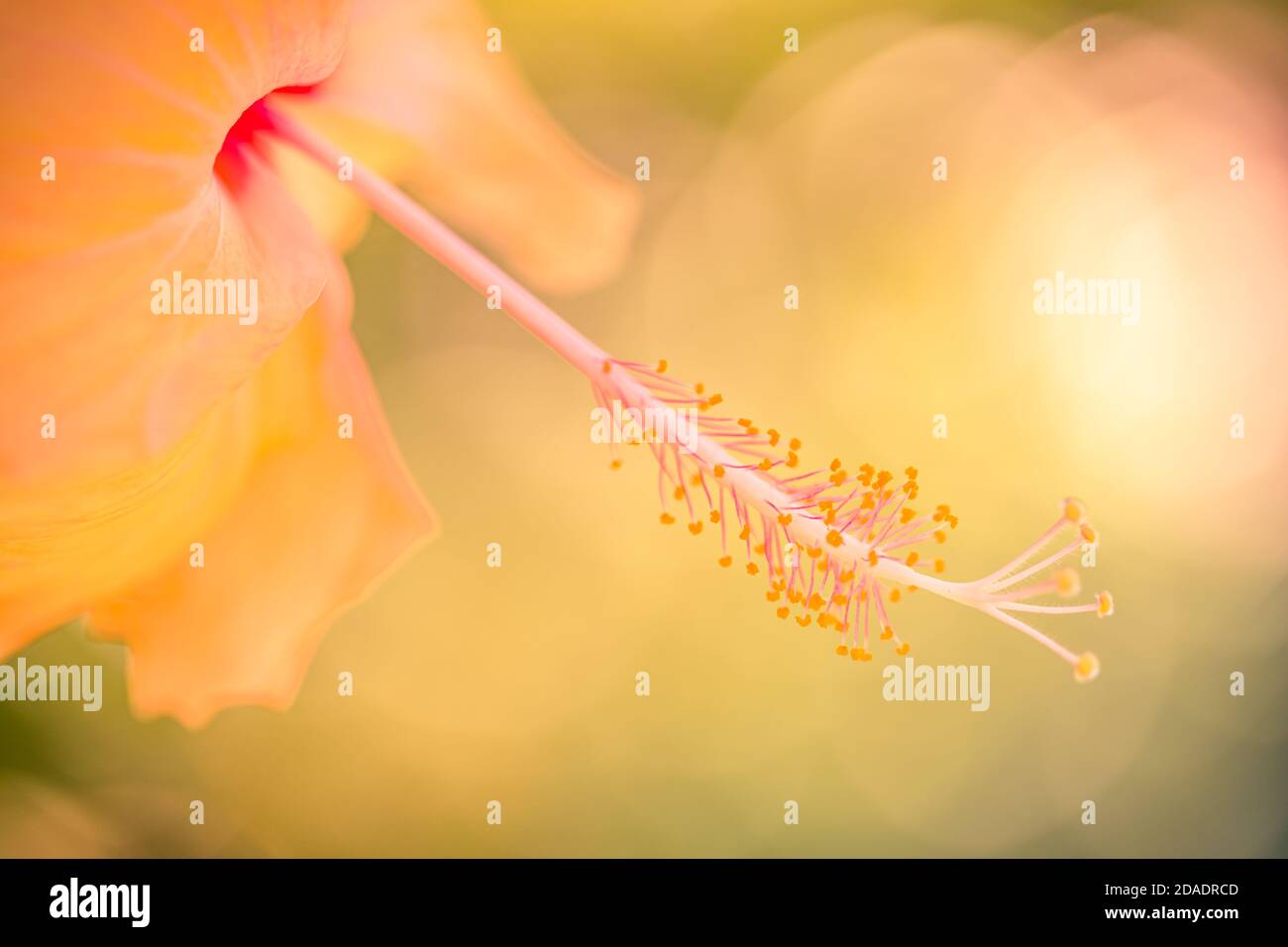 Sogno colorato fiore hibiscus su luminoso fogliame tropicale sfondo natura. Closeup natura, magica natura macro di fioritura esotico giardino floreale Foto Stock