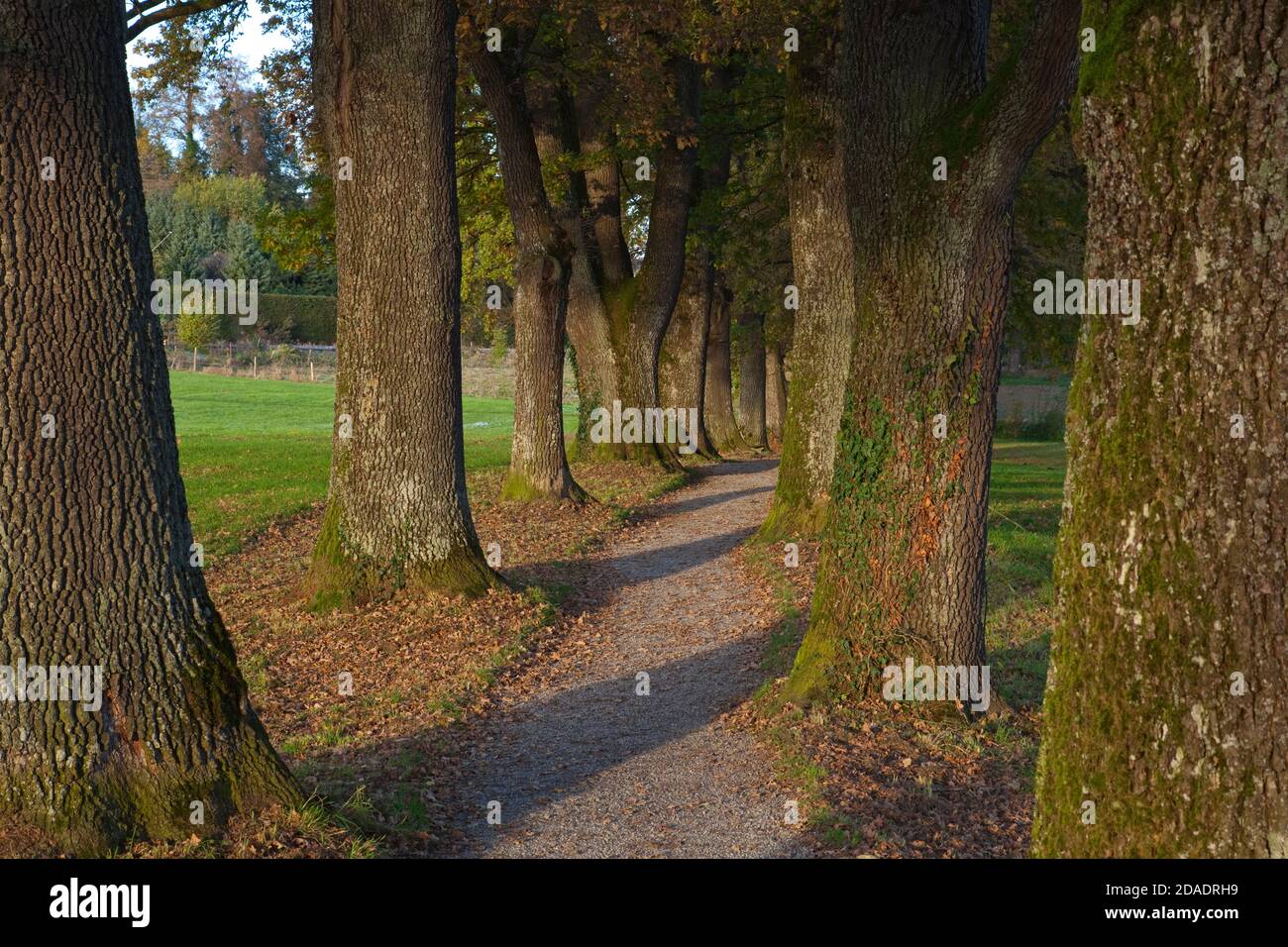 Geografia / viaggio, Germania, Baviera, Murnau a Staffelsee, viale Kottmueller in alta Baviera, diritti aggiuntivi-clearance-informazioni-non-disponibile Foto Stock