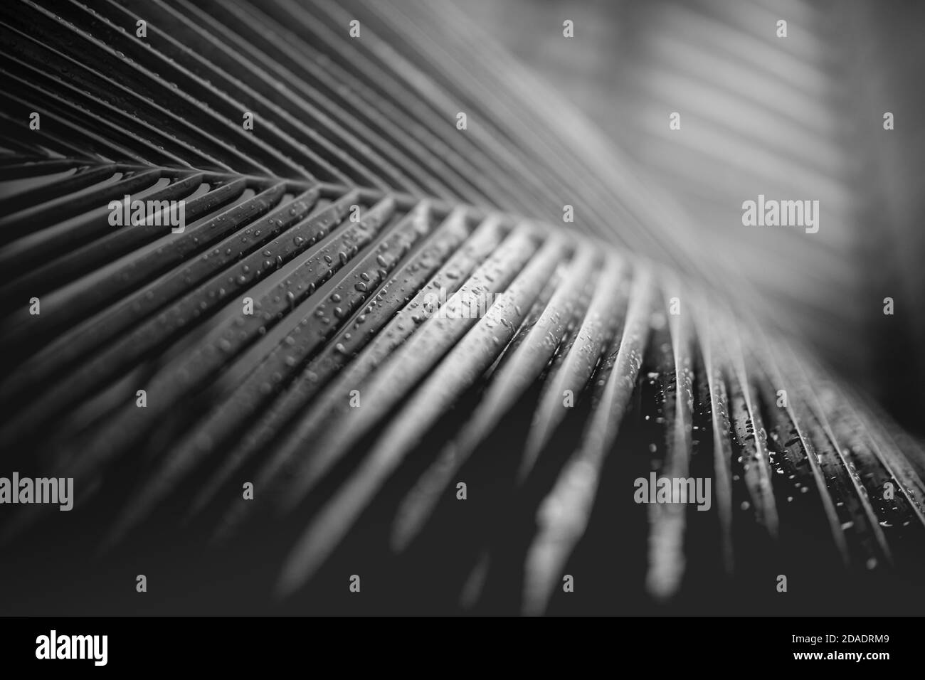 Rilassante texture tropicale foglia, striato di grande palma sfocato fogliame nella foresta pluviale, linea astratta natura sfondo Foto Stock