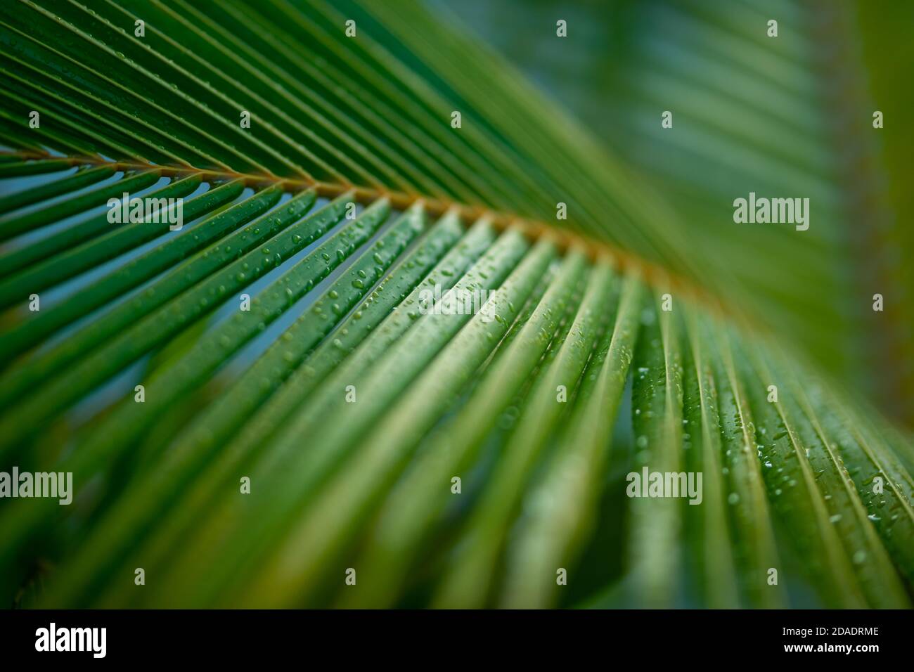 Rilassante texture tropicale foglia, striato di grande palma sfocato fogliame nella foresta pluviale, linea astratta natura sfondo Foto Stock