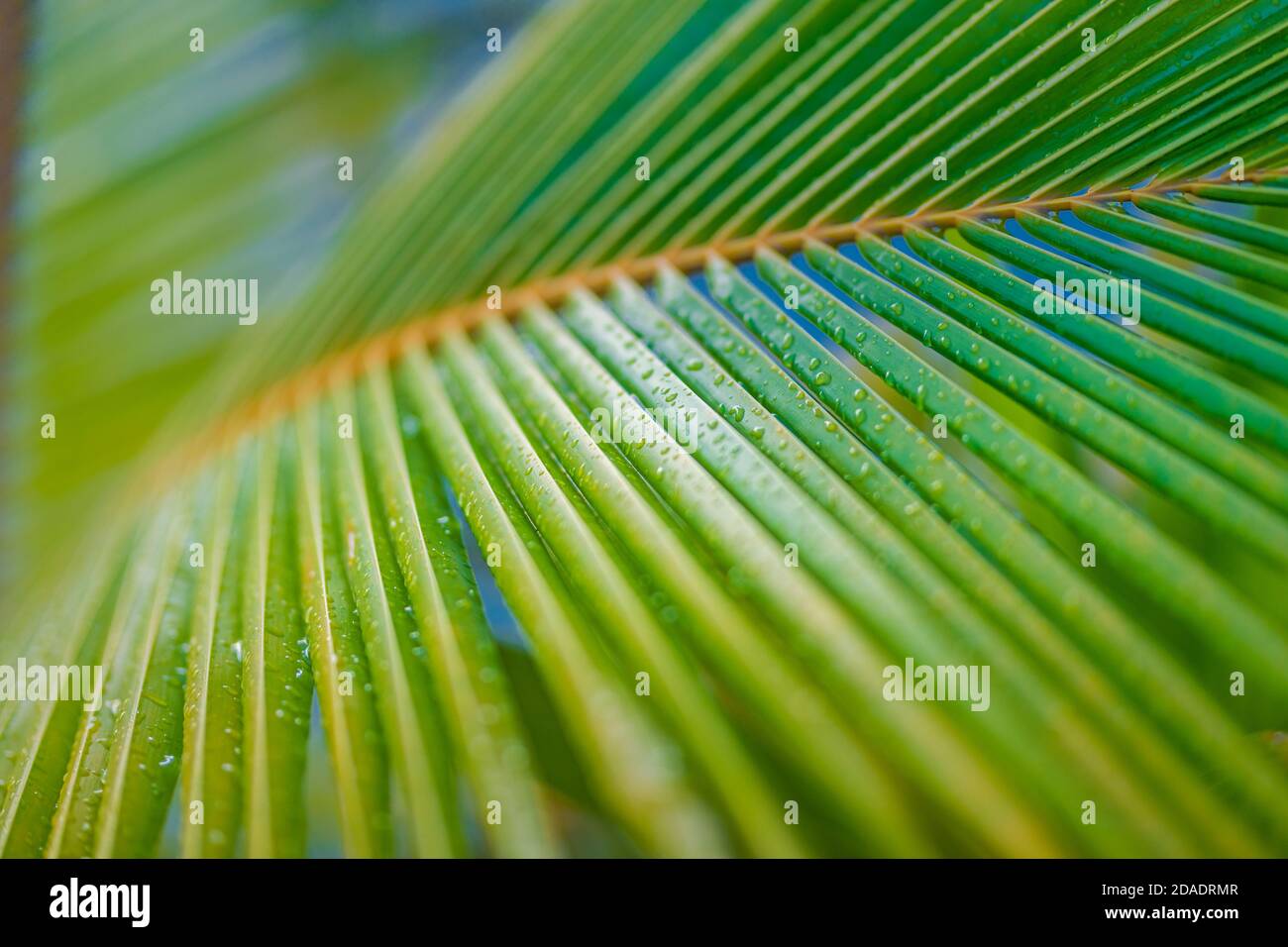 Rilassante texture tropicale foglia, striato di grande palma sfocato fogliame nella foresta pluviale, linea astratta natura sfondo Foto Stock