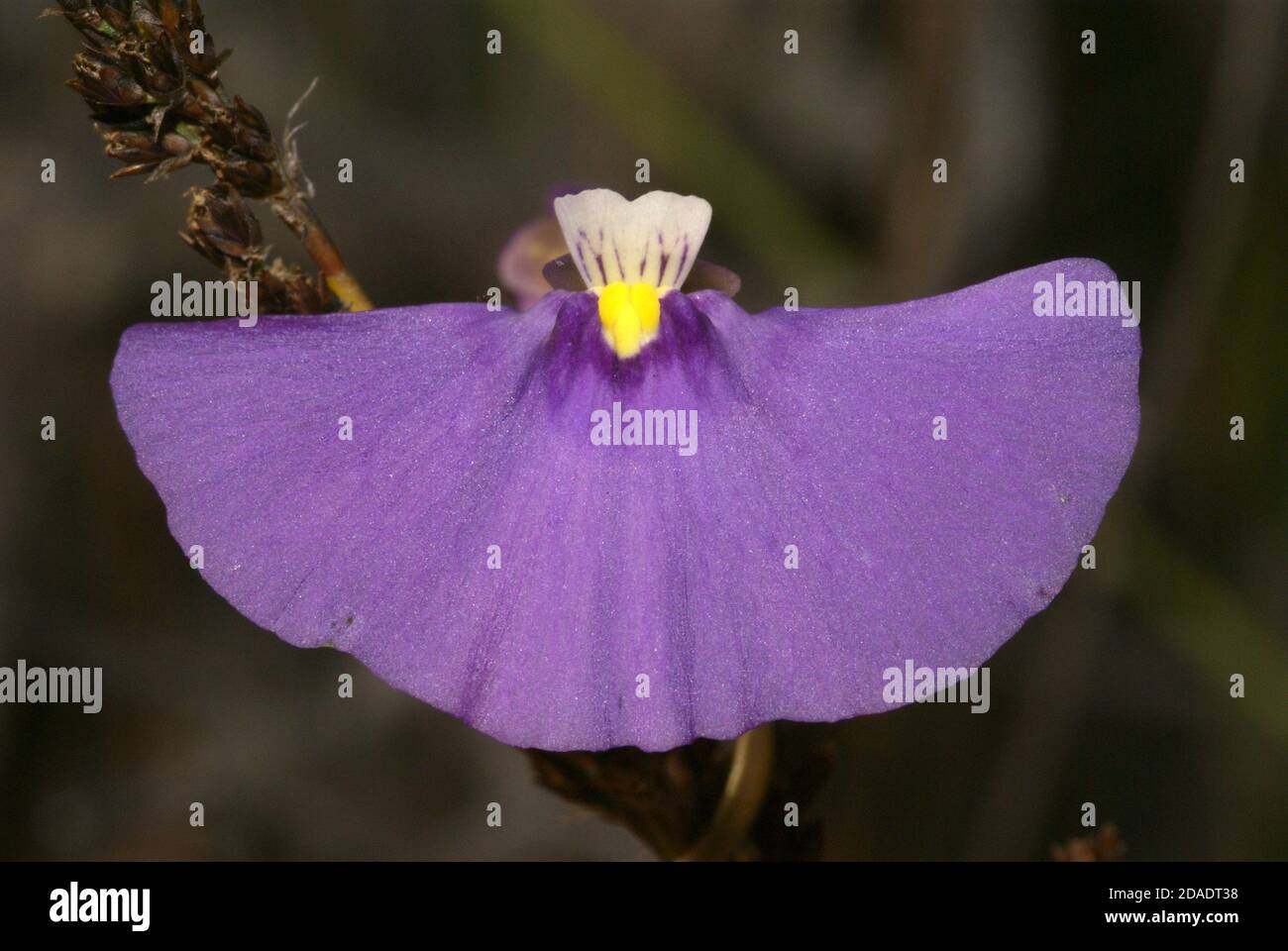 Fiore viola di Utricularia volubilis, un bladderwort endemico per l'Australia in habitat naturale vicino Esperance, Australia occidentale, vista frontale Foto Stock