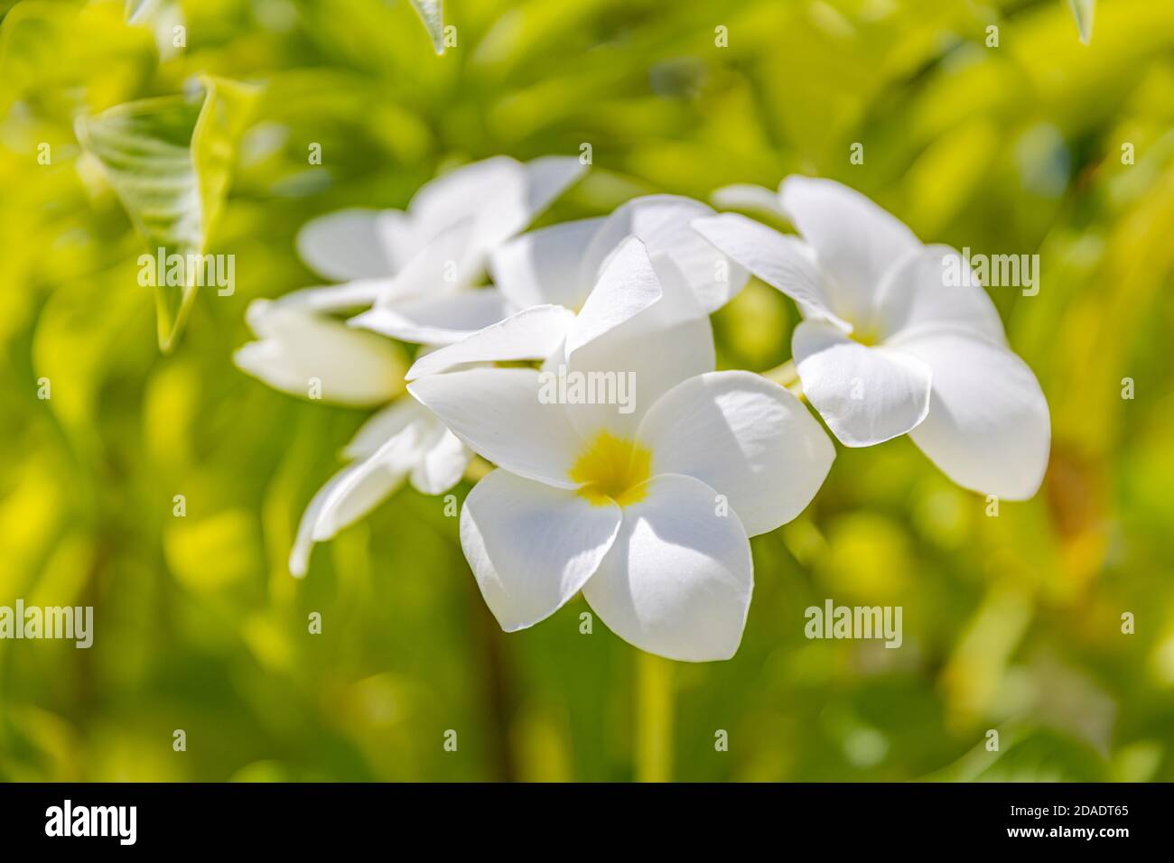 Fiori di Plumeria, esotica natura tropicale motivi floreali, romantico concetto di amore. Fiori closeup con verde brillante macchia fogliame Foto Stock