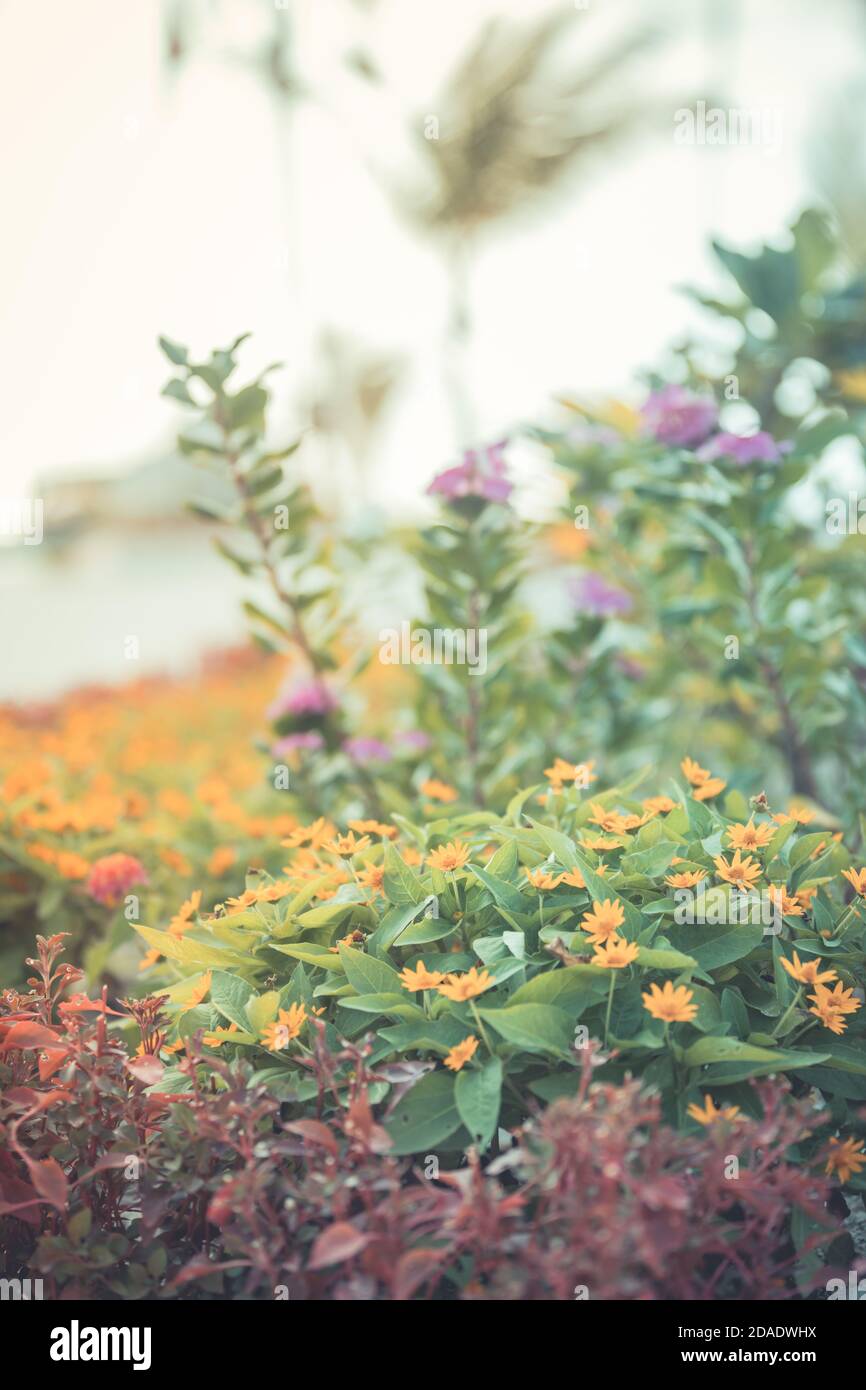 Ora legale. Trifoglio in fiore sullo sfondo di un tramonto soleggiato. Foto Stock