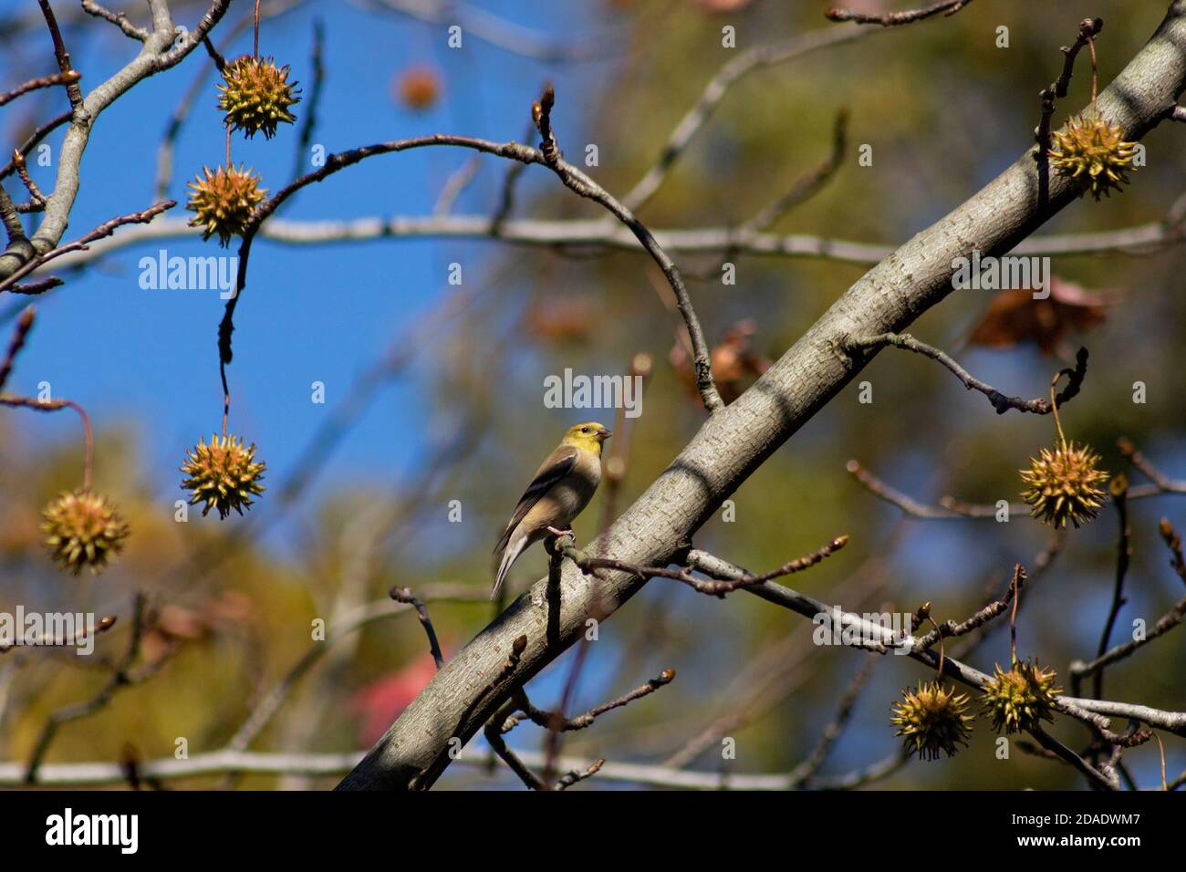 Un Goldfinch americano in inverno piombare perches su una Sweetgum Filiale il primo pomeriggio di novembre a New York Foto Stock