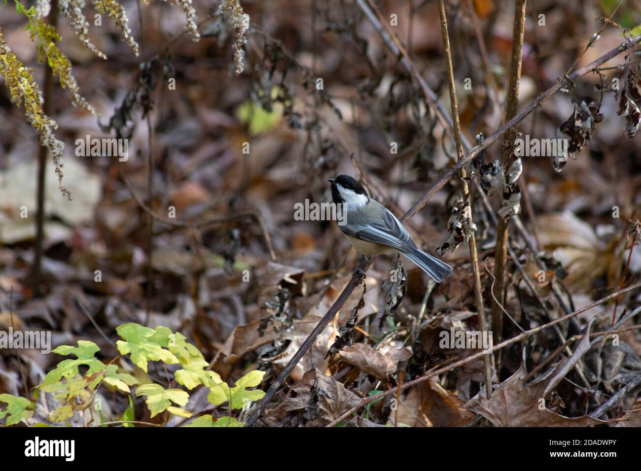 Un Chickadee Black-capped fa una pausa su un ramoscello mentre foraggiando tra piante sul pavimento della foresta durante un pomeriggio di autunno a. New York Foto Stock