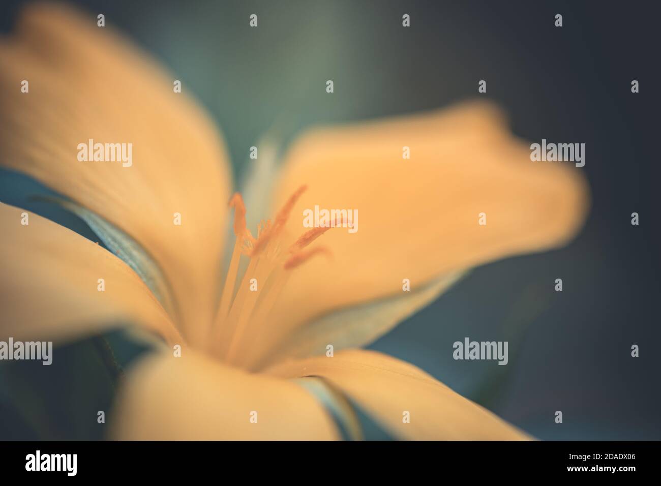 Fiore colorato su sfondo verde tropicale scuro. Fiori colorati esotici su sfondo di foglie tropicali scure, natura, fogliame tropicale Foto Stock