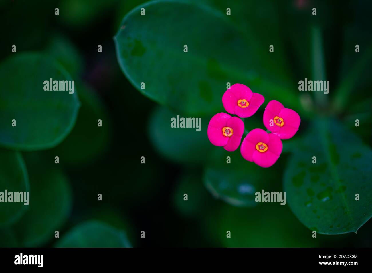Fiore colorato su sfondo verde tropicale scuro. Fiori colorati esotici su sfondo di foglie tropicali scure, natura, fogliame tropicale Foto Stock