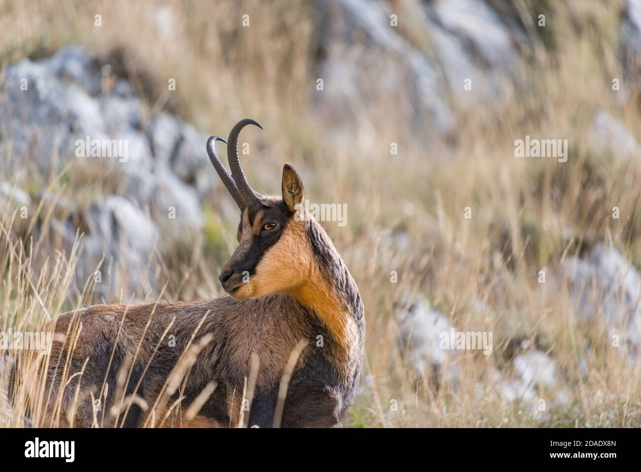 Appennino Camoscio. Foto Stock