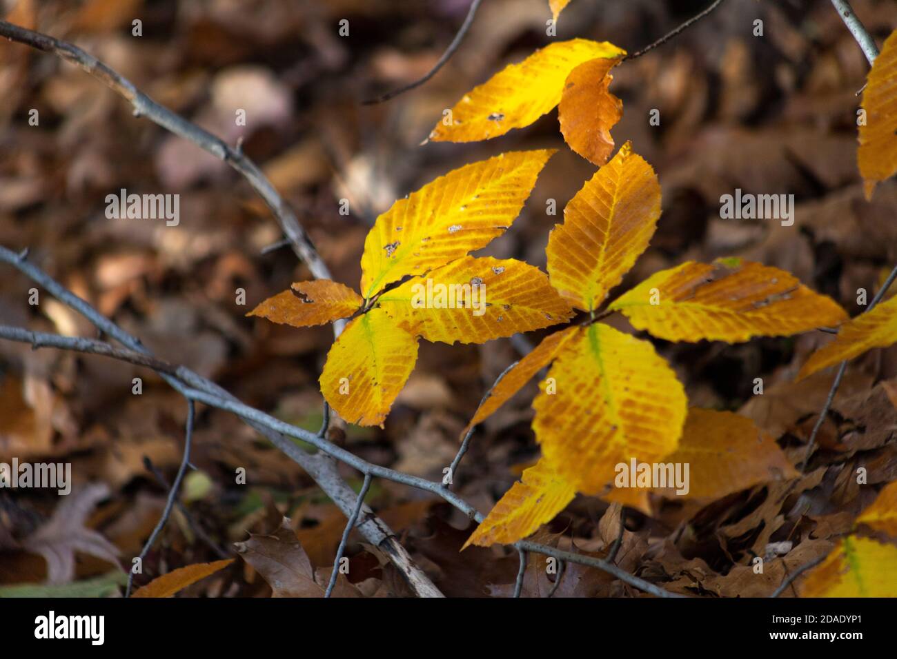 Le foglie cambiano da verde a oro e marrone su a. autunno pomeriggio Foto Stock