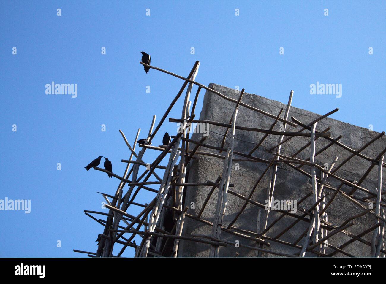 Corvi neri su ponteggi in legno contro il cielo blu Foto Stock
