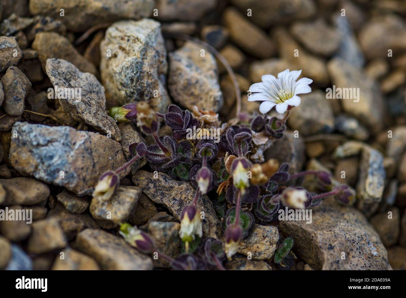 Artico fiore all'orecchio di topo - Cerastium nigrescens, raro fiore bianco dalle isole Shetland, Scozia, Regno Unito. Foto Stock