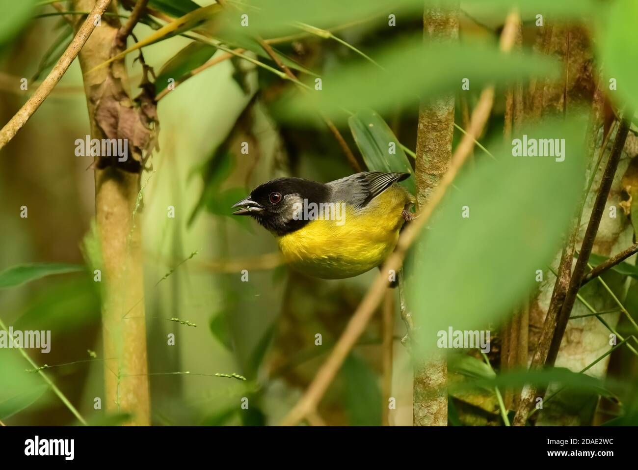 Santa Marta brushfinch (Atlapetes melanocephalus) uccello endemico della Colombia. America del Sud Foto Stock