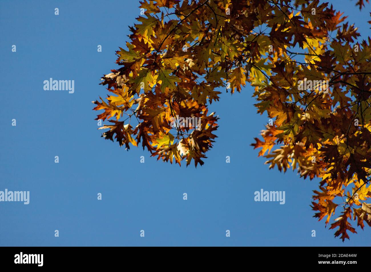 Una vista verso l'alto nel ramo di un albero di quercia, carico di oro, rosso e arancio foglie d'autunno Foto Stock