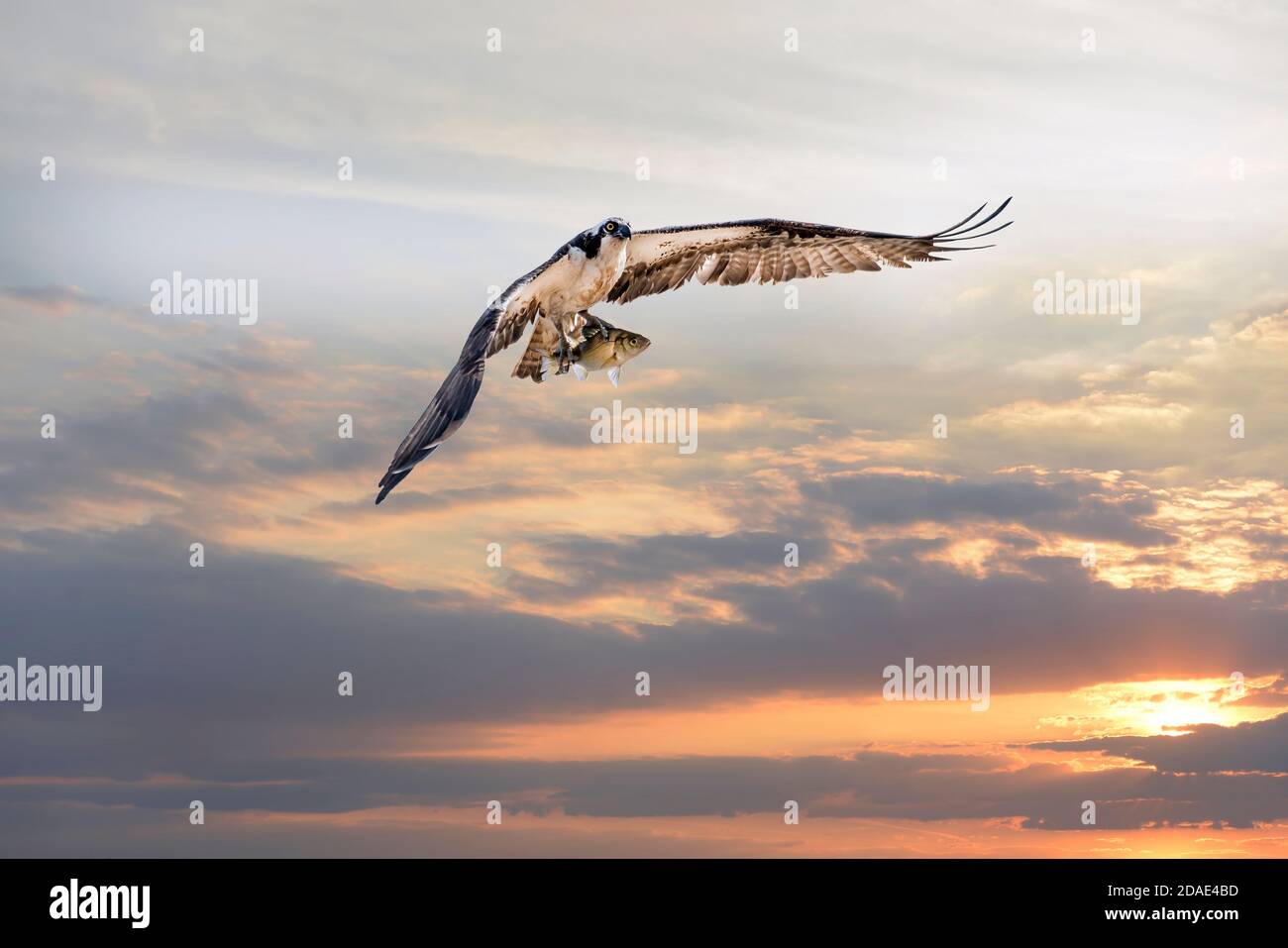 Magnifico Osprey volare con un grande pesce di roccia nel suo Talons sopra la baia di Chesapeake contro un cielo di tramonto Foto Stock