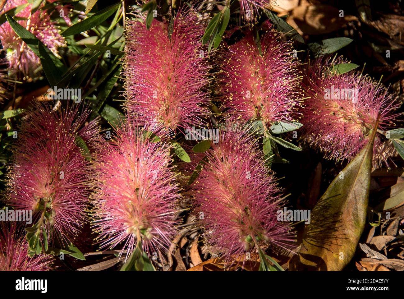 Un gruppo di delicati fiori rosa pallido (callistemon). Pianta autoctona australiana in un giardino del Queensland. Blooms cilindrici e simmetrici. Foto Stock